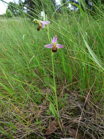 Ophrys apifera